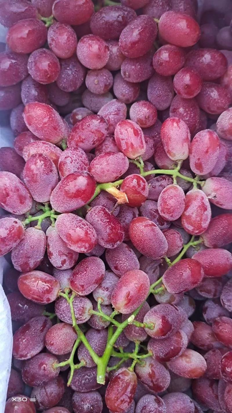 红提批发量大价优