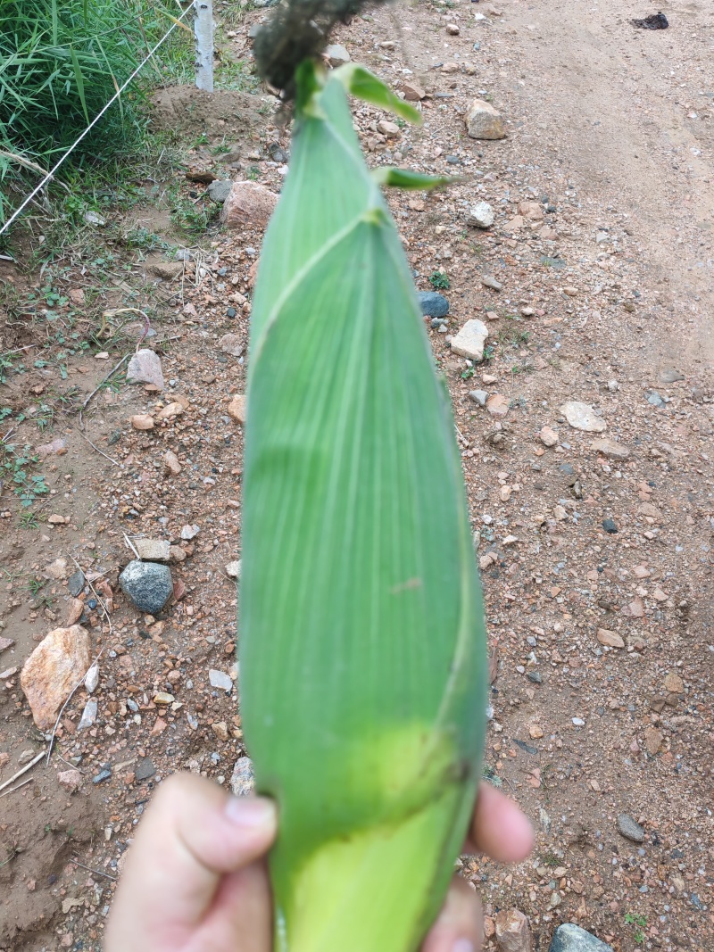 加甜糯美玉27大量上市货源充足产地直供