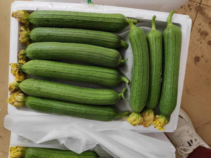 精品油皮丝瓜，短丝瓜油亮丝瓜一手货源批发电商欢迎实地考察