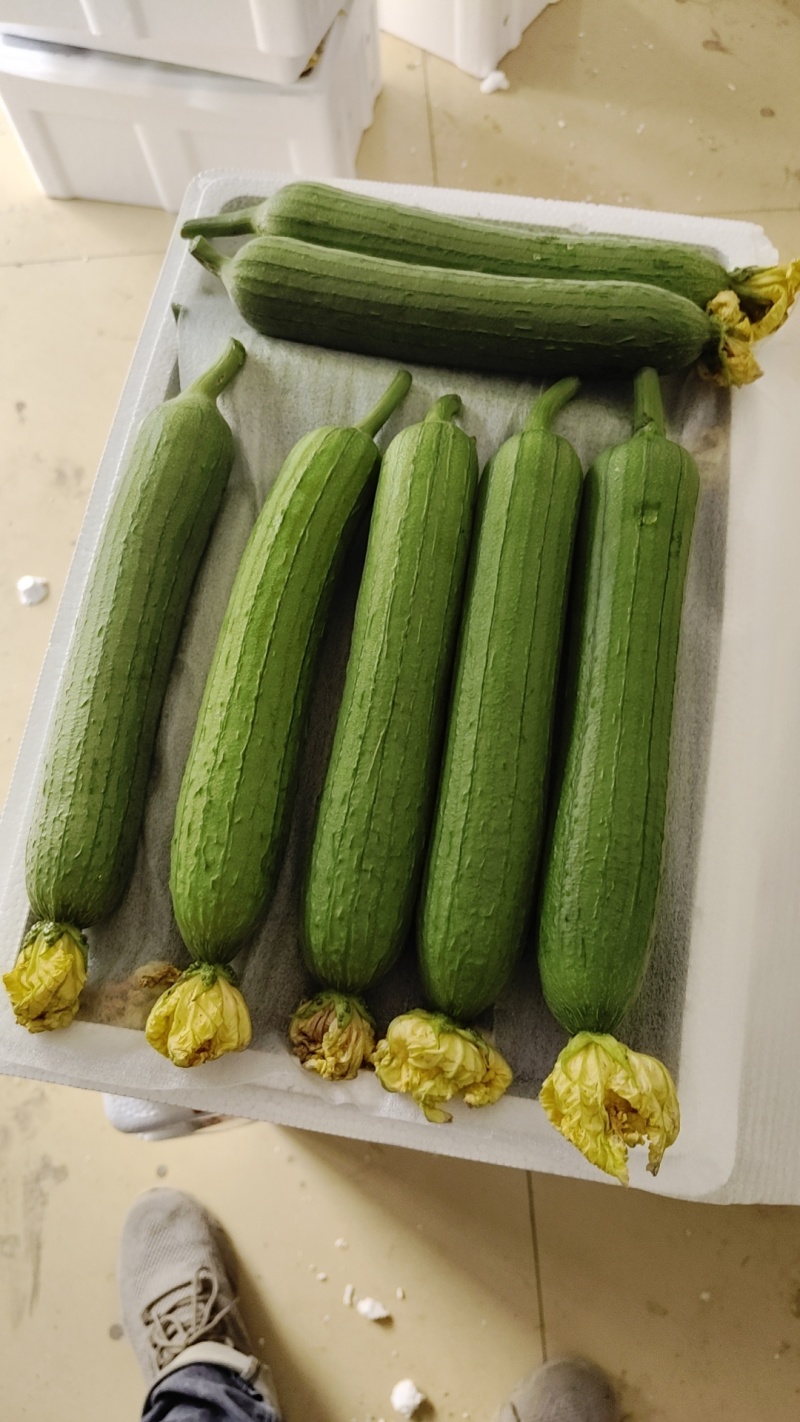 精品油皮丝瓜，短丝瓜油亮丝瓜一手货源批发电商欢迎实地考察