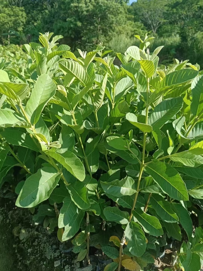 台湾四季珍珠番石榴苗