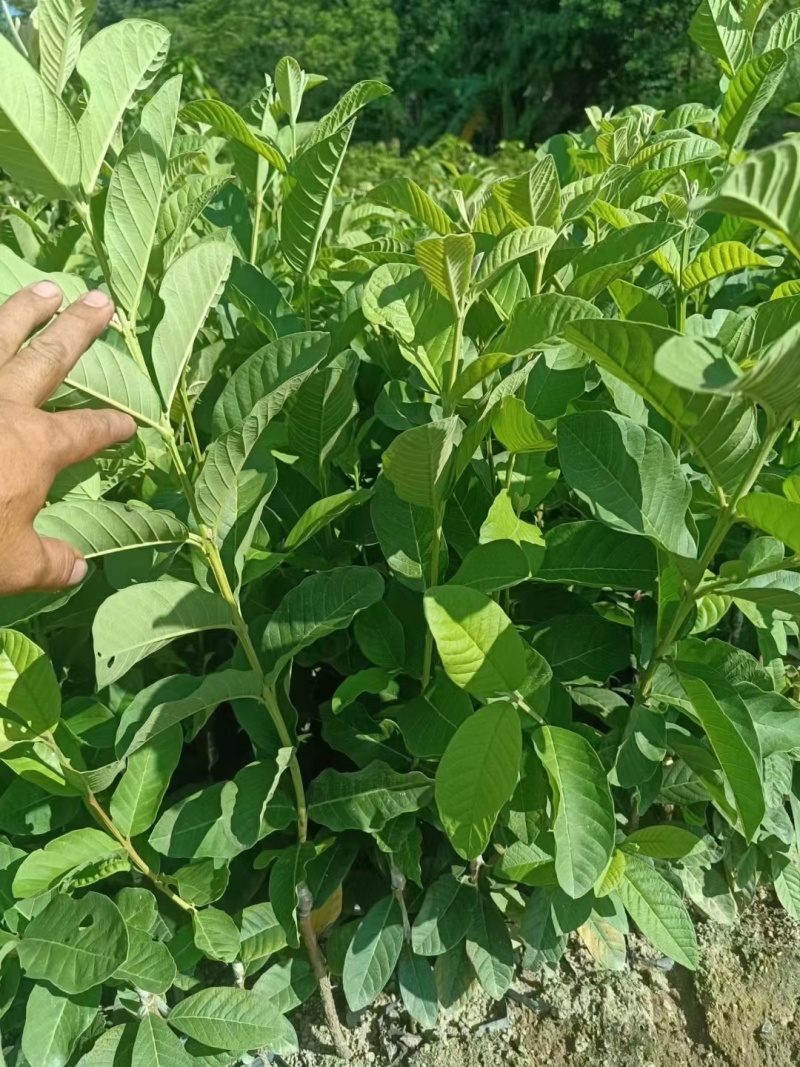 台湾四季珍珠番石榴苗