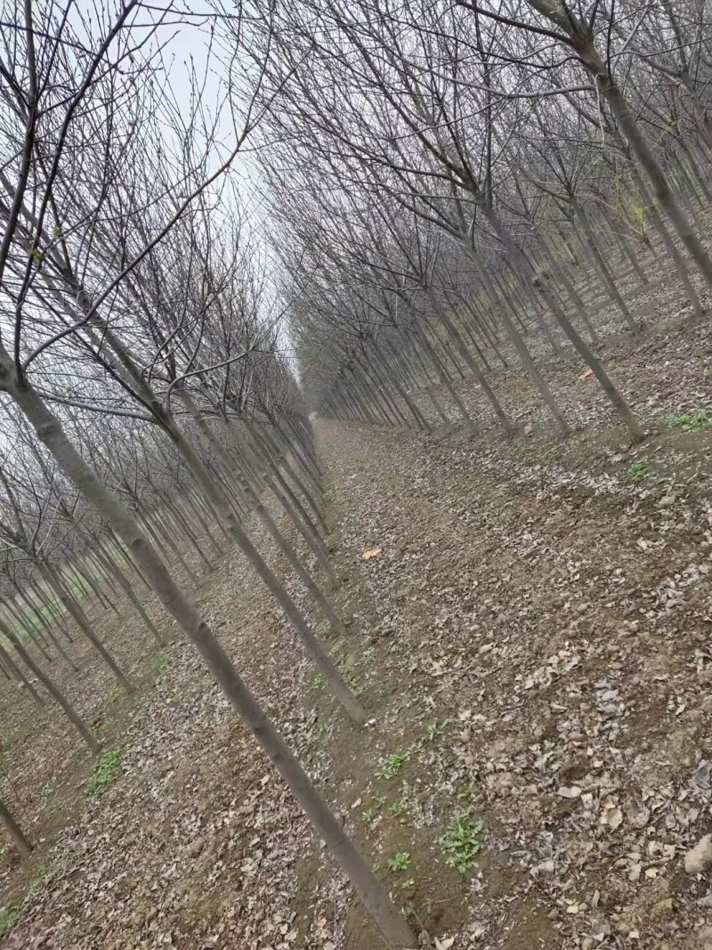 8的紫叶稠李