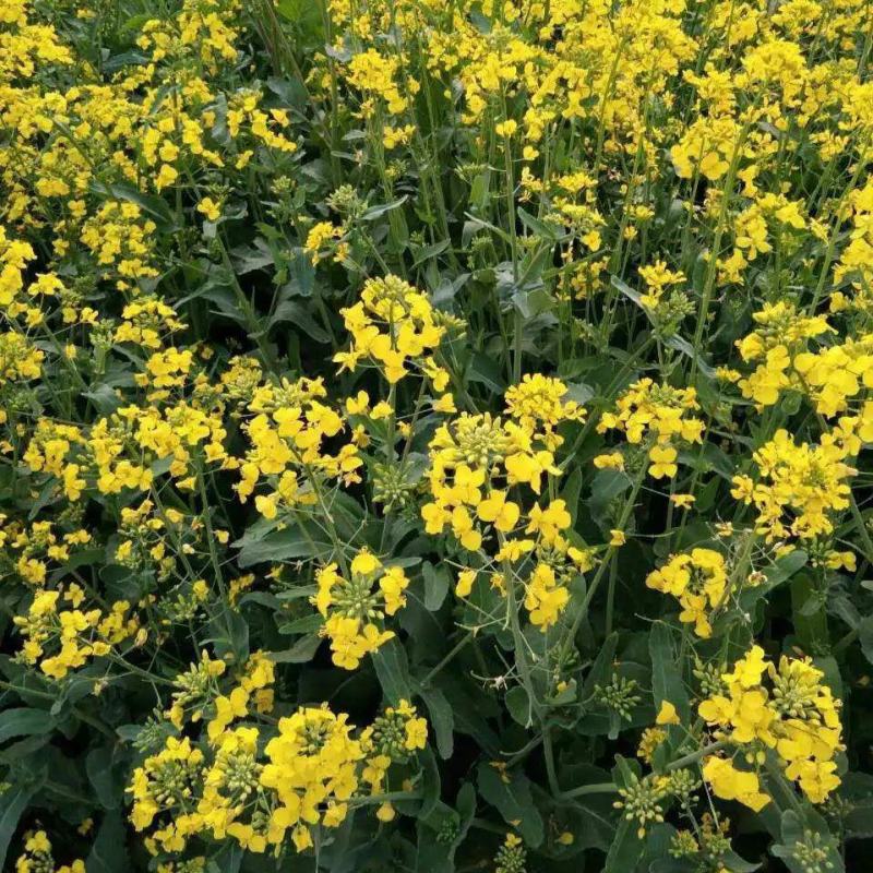 高油888油菜种子新品种大田榨油黄菜籽杂交矮杆耐寒