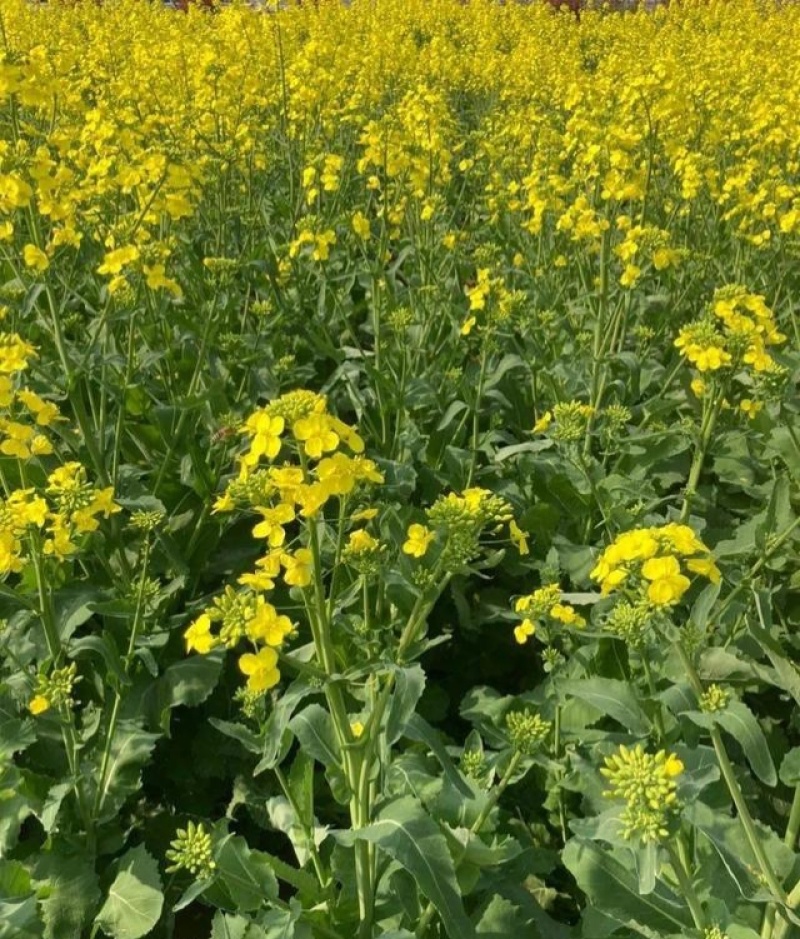 高油888油菜种子新品种大田榨油黄菜籽杂交矮杆耐寒