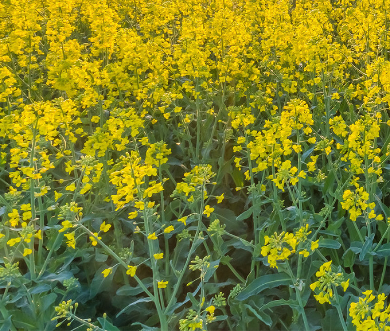 高油888油菜种子新品种大田榨油黄菜籽杂交矮杆耐寒