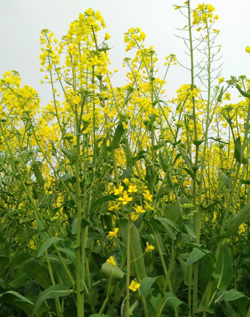 高油888油菜种子新品种大田榨油黄菜籽杂交矮杆耐寒