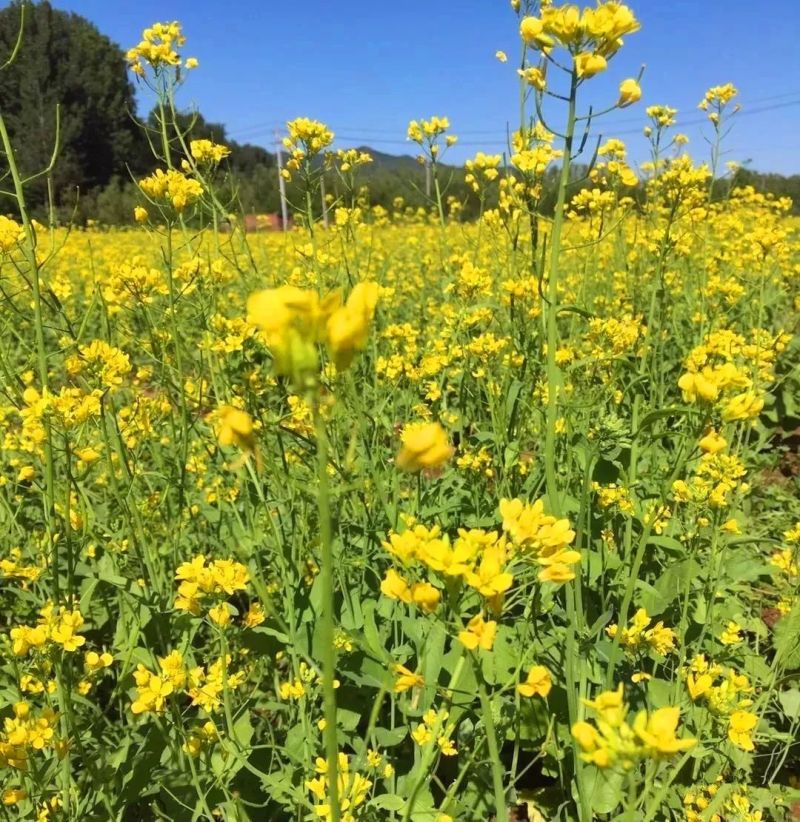 高油888油菜种子新品种大田榨油黄菜籽杂交矮杆耐寒