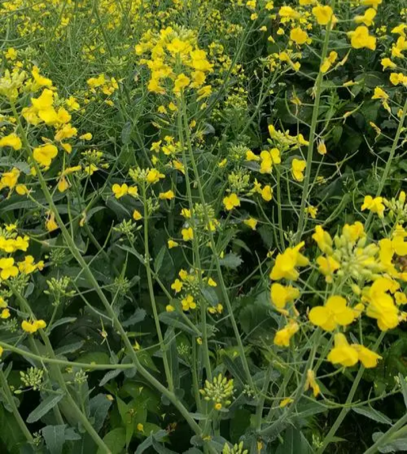 高油888油菜种子新品种大田榨油黄菜籽杂交矮杆耐寒