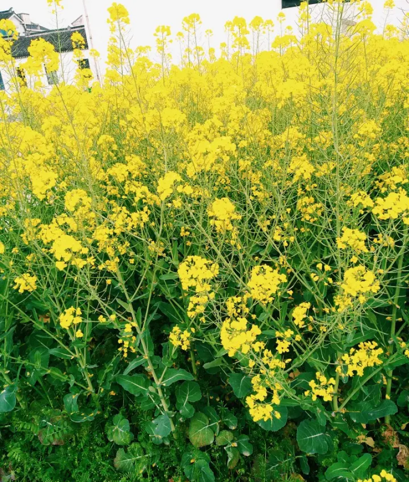 高油888油菜种子新品种大田榨油黄菜籽杂交矮杆耐寒