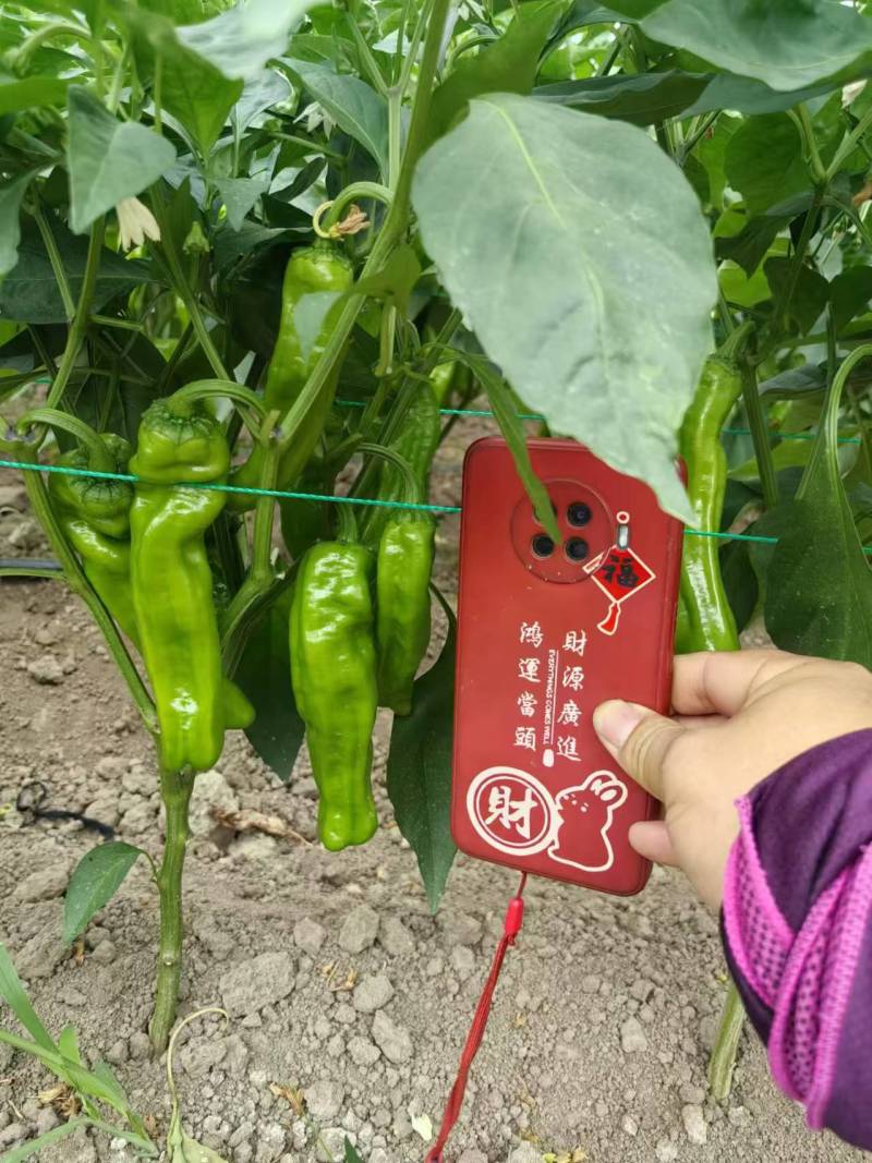 苏椒芜湖椒万亩大棚基地直发全国各地区，龚垒基地直发全国