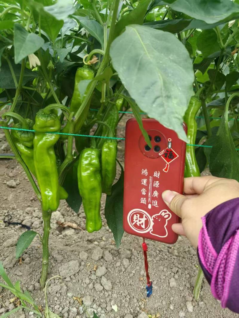 苏椒芜湖椒万亩大棚基地直发全国各地区，龚垒基地直发全国