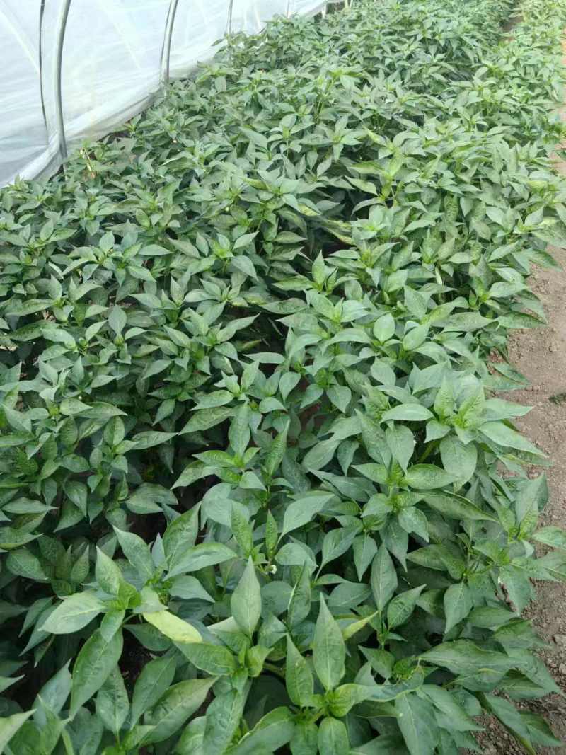 苏椒芜湖椒万亩大棚基地直发全国各地区，龚垒基地直发全国