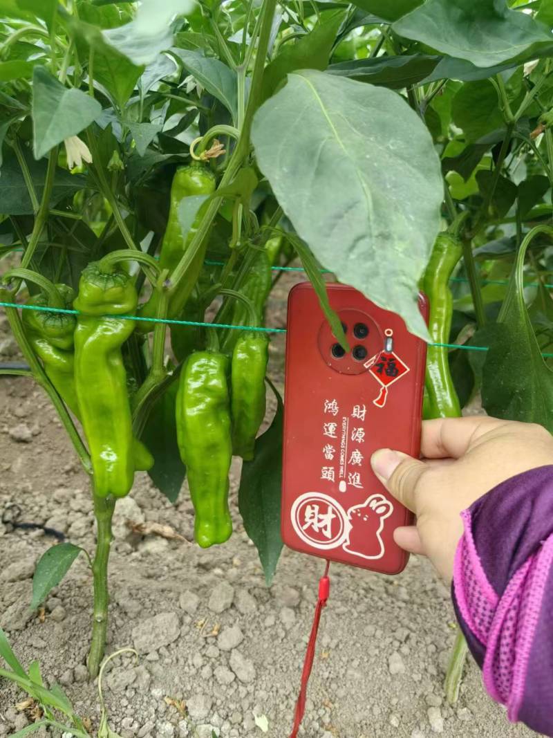 苏椒芜湖椒万亩大棚基地直发全国各地区，龚垒基地直发全国