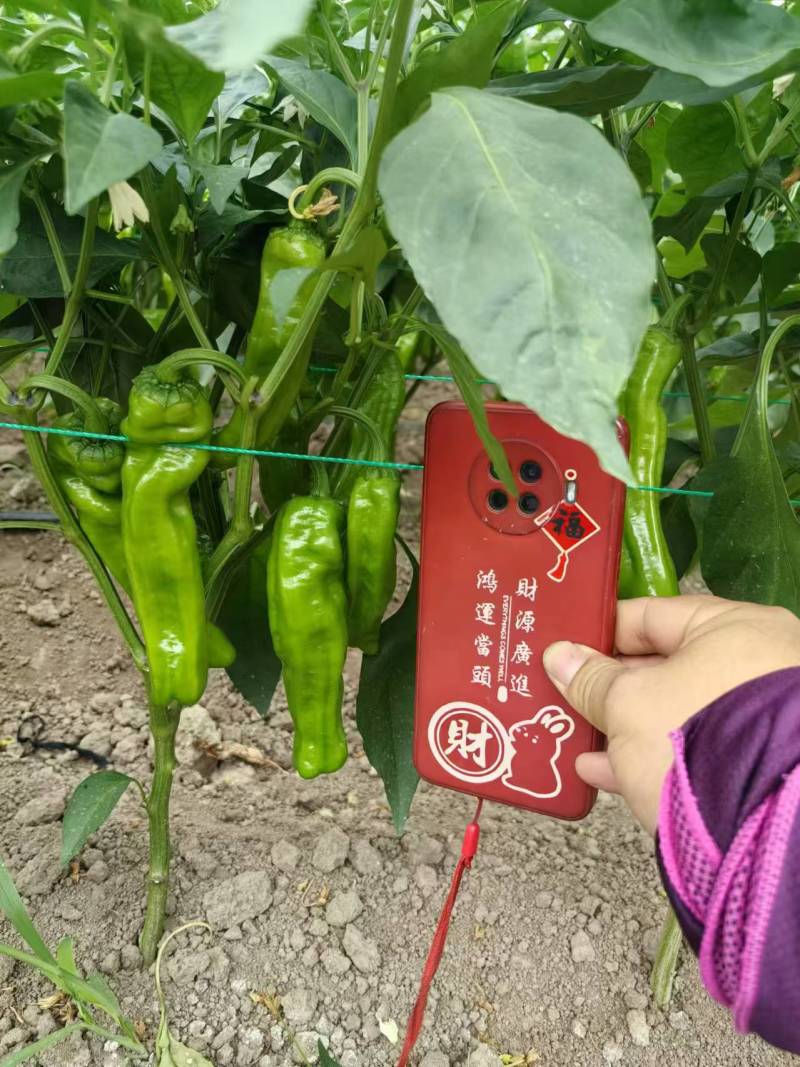苏椒芜湖椒万亩大棚基地直发全国各地区，龚垒基地直发全国