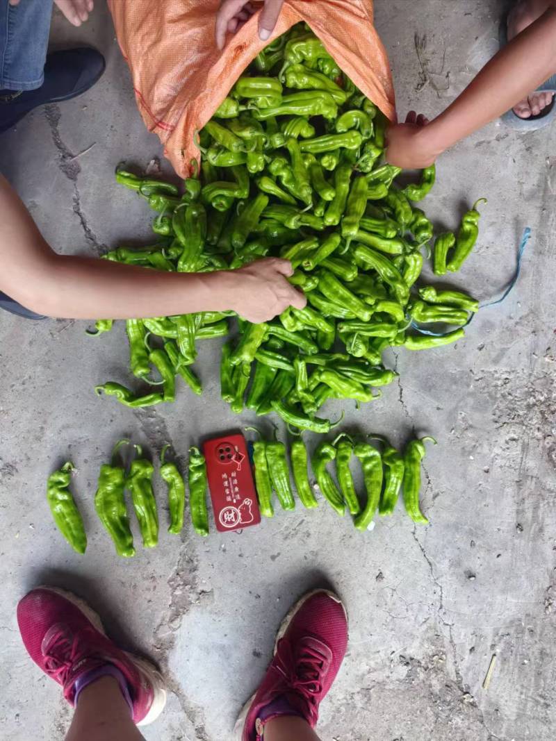 苏椒芜湖椒万亩大棚基地直发全国各地区，龚垒基地直发全国