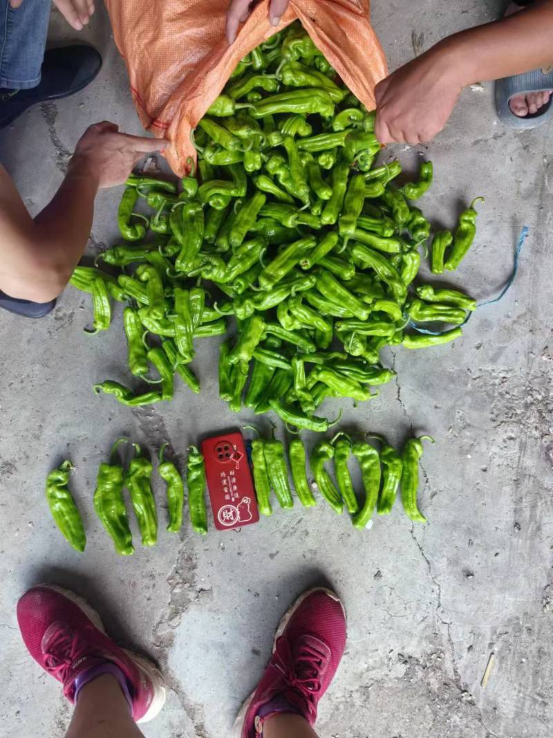 苏椒芜湖椒万亩大棚基地直发全国各地区，龚垒基地直发全国