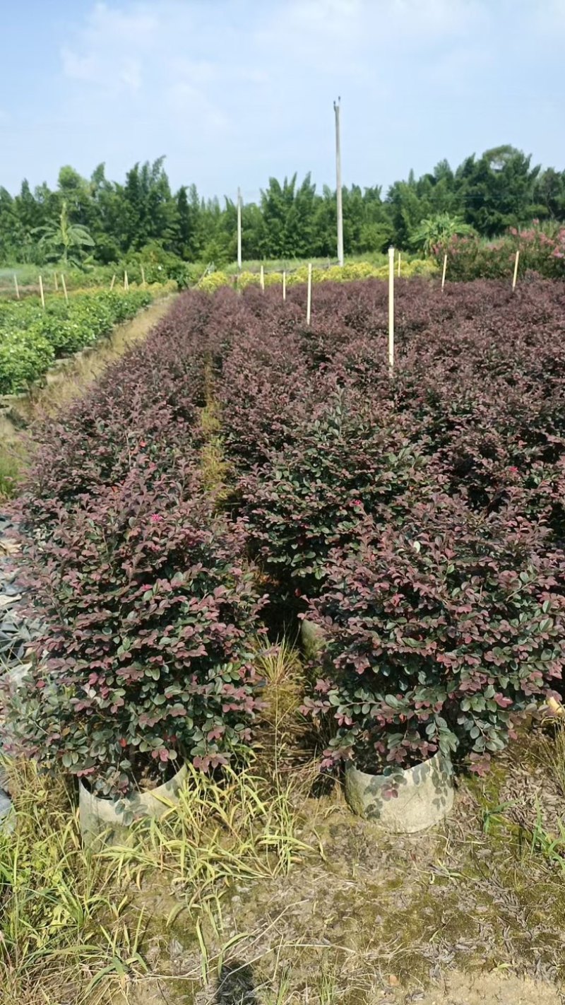 红继木球60至2米高基地直发规格齐全质量优质