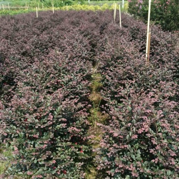 红继木球60至2米高基地直发规格齐全质量优质