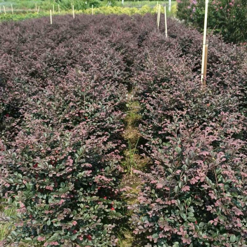 红继木球60至2米高基地直发规格齐全质量优质
