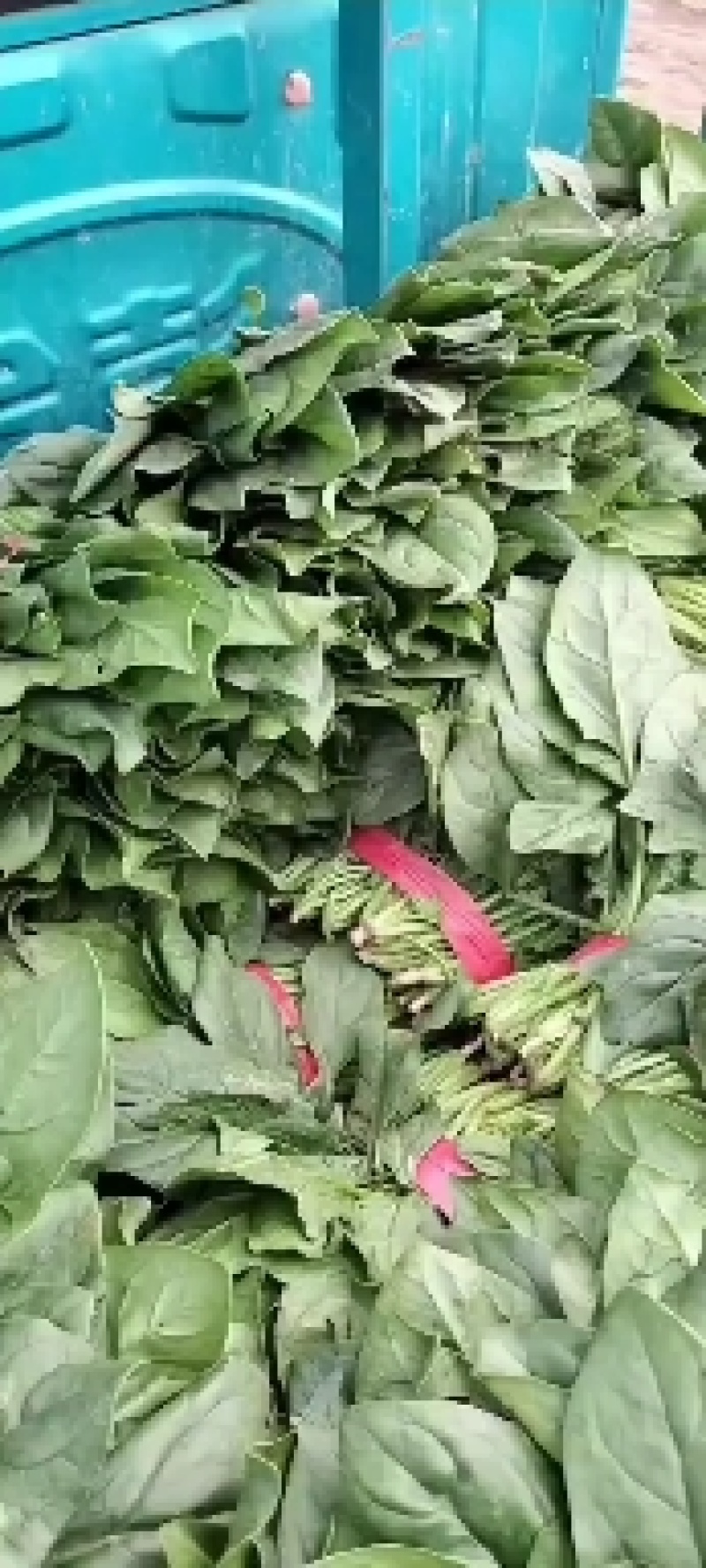 精品菠菜