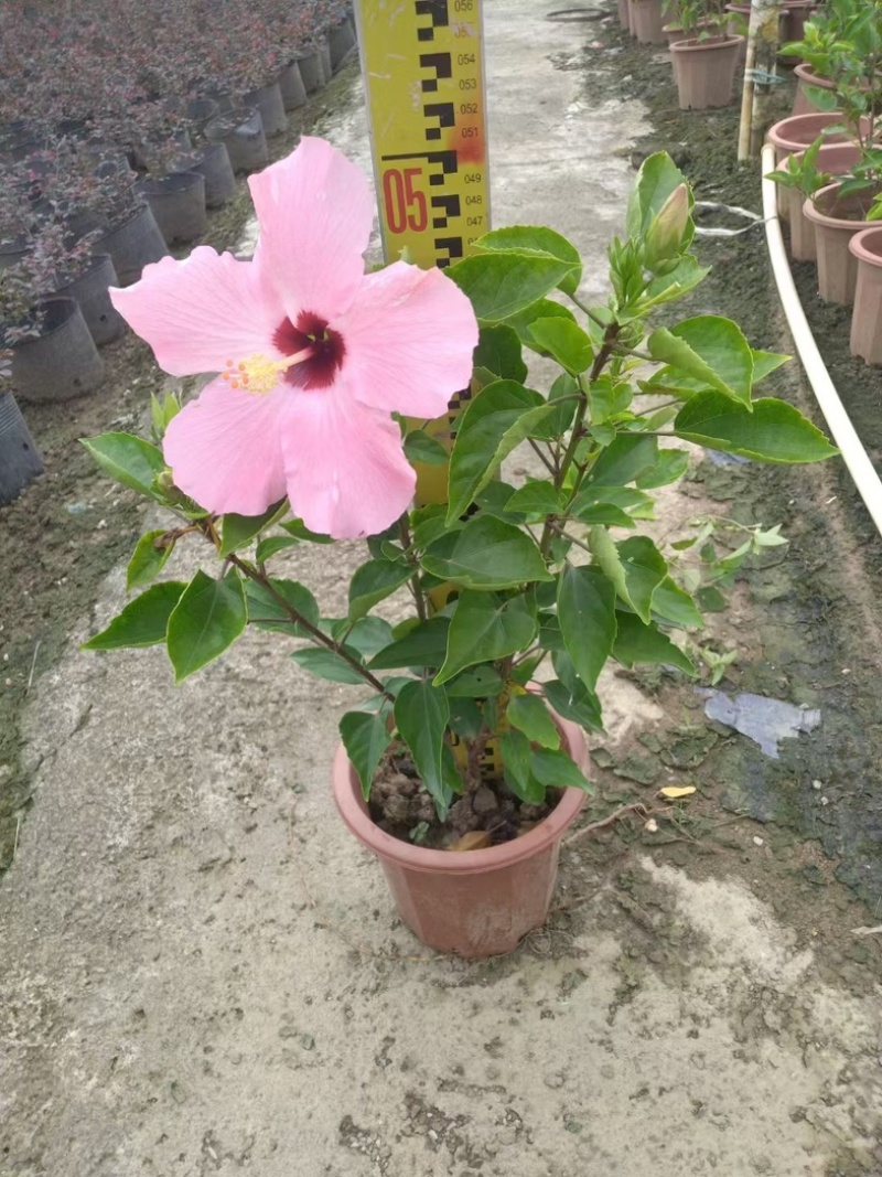进口大红花水红粉花朱瑾盆栽基地直发质量优质