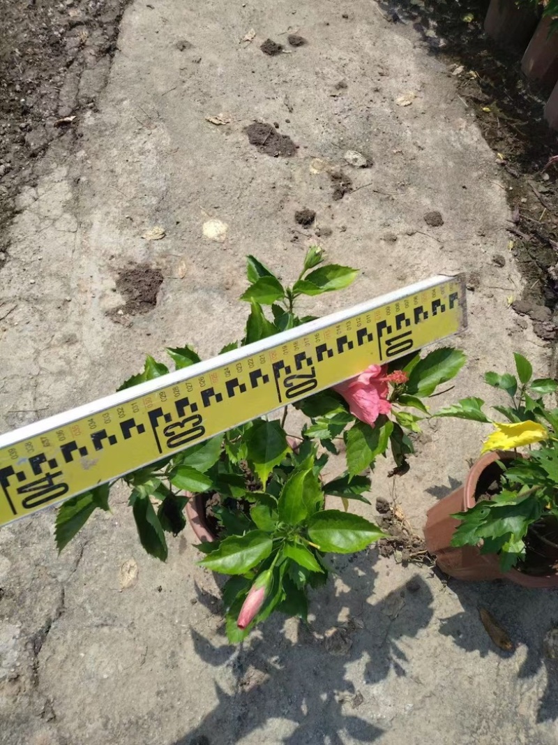 进口大红花水红粉花朱瑾盆栽基地直发质量优质