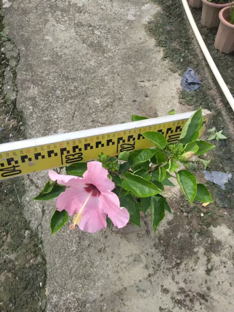 进口大红花水红粉花朱瑾盆栽基地直发质量优质