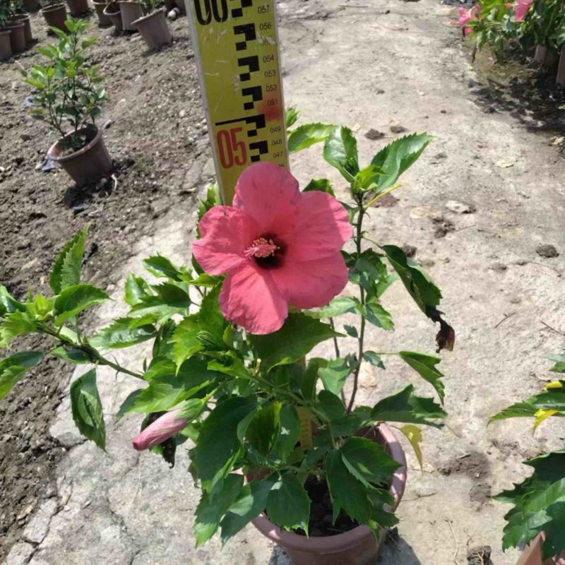 进口大红花水红粉花朱瑾盆栽基地直发质量优质