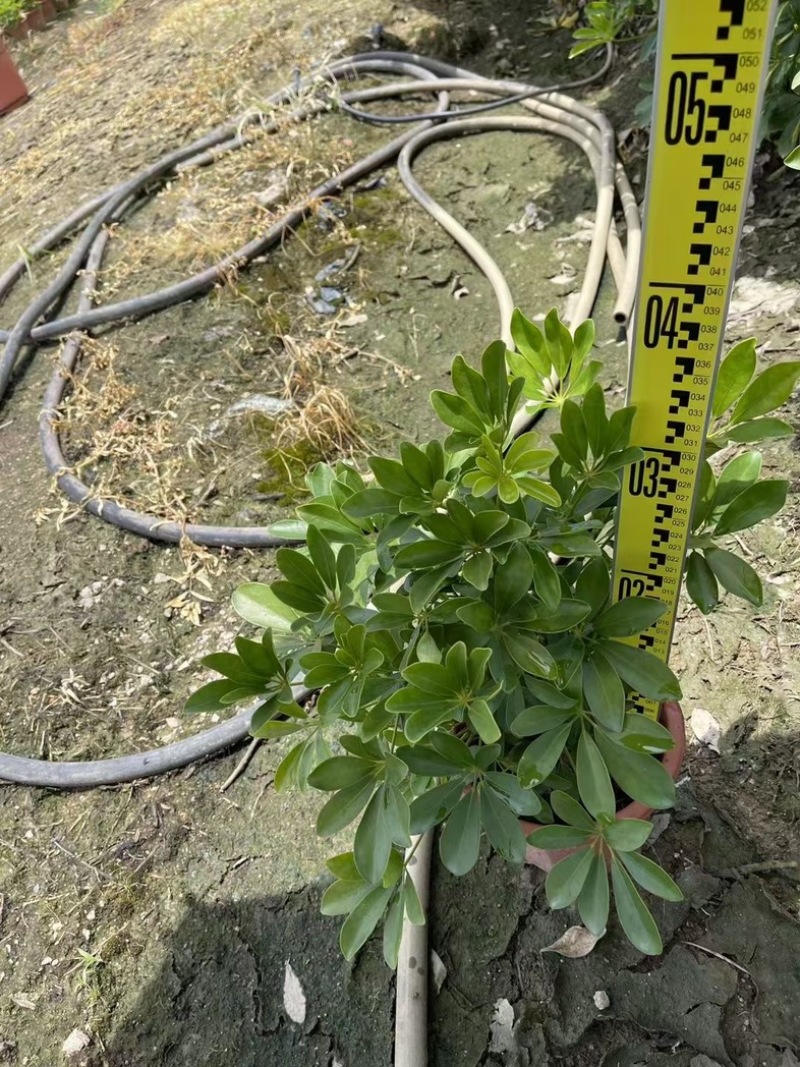 本地鸭脚木/花叶鸭脚木小袋中袋盆栽基地直发质量优质