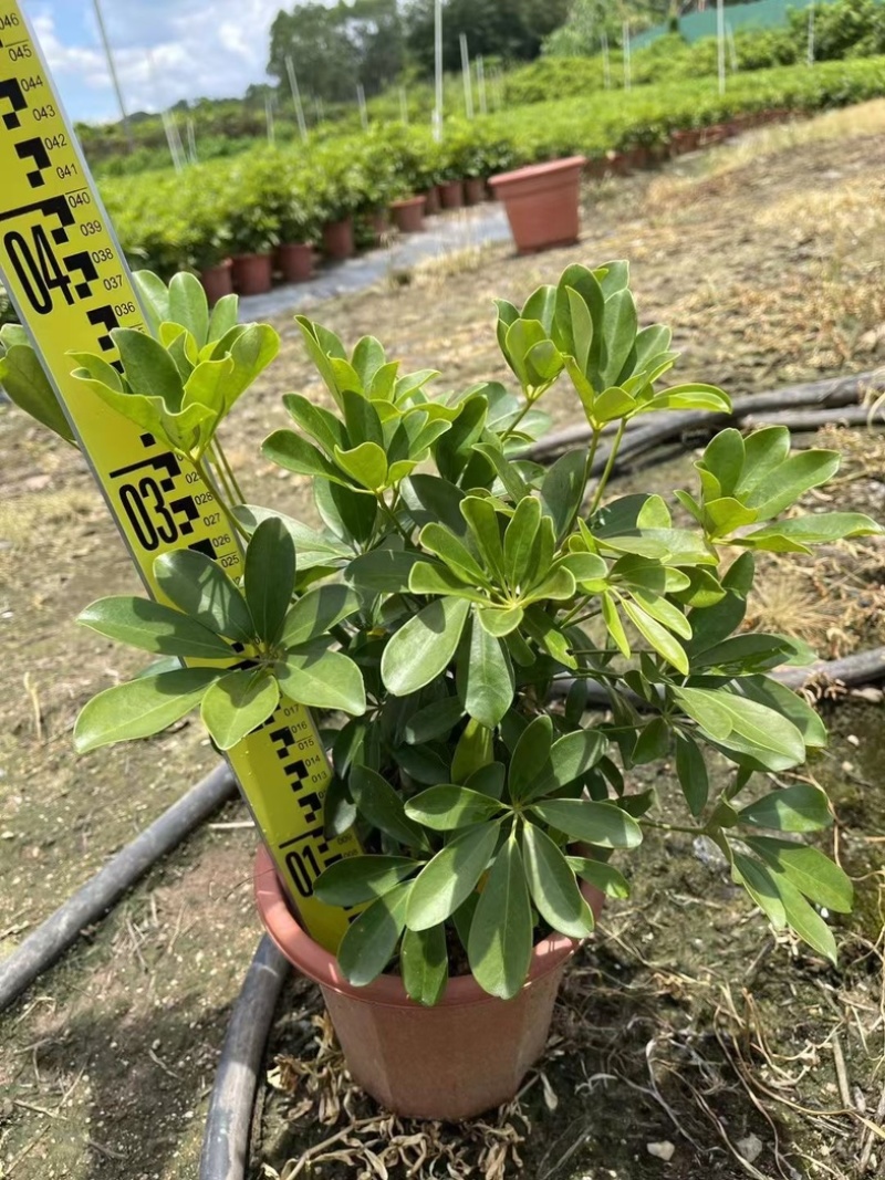 本地鸭脚木/花叶鸭脚木小袋中袋盆栽基地直发质量优质