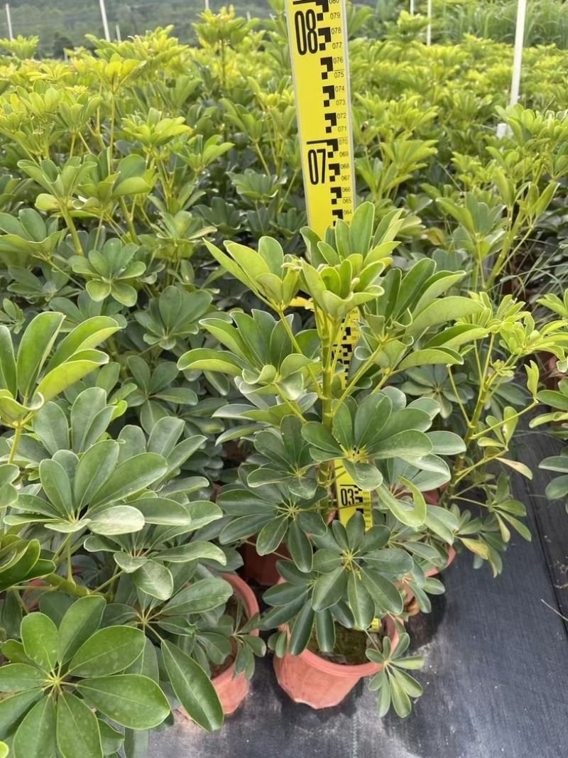 本地鸭脚木/花叶鸭脚木小袋中袋盆栽基地直发质量优质