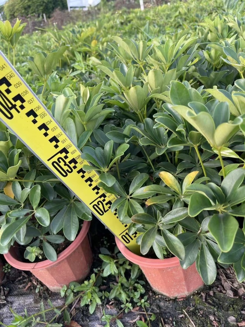 本地鸭脚木/花叶鸭脚木小袋中袋盆栽基地直发质量优质