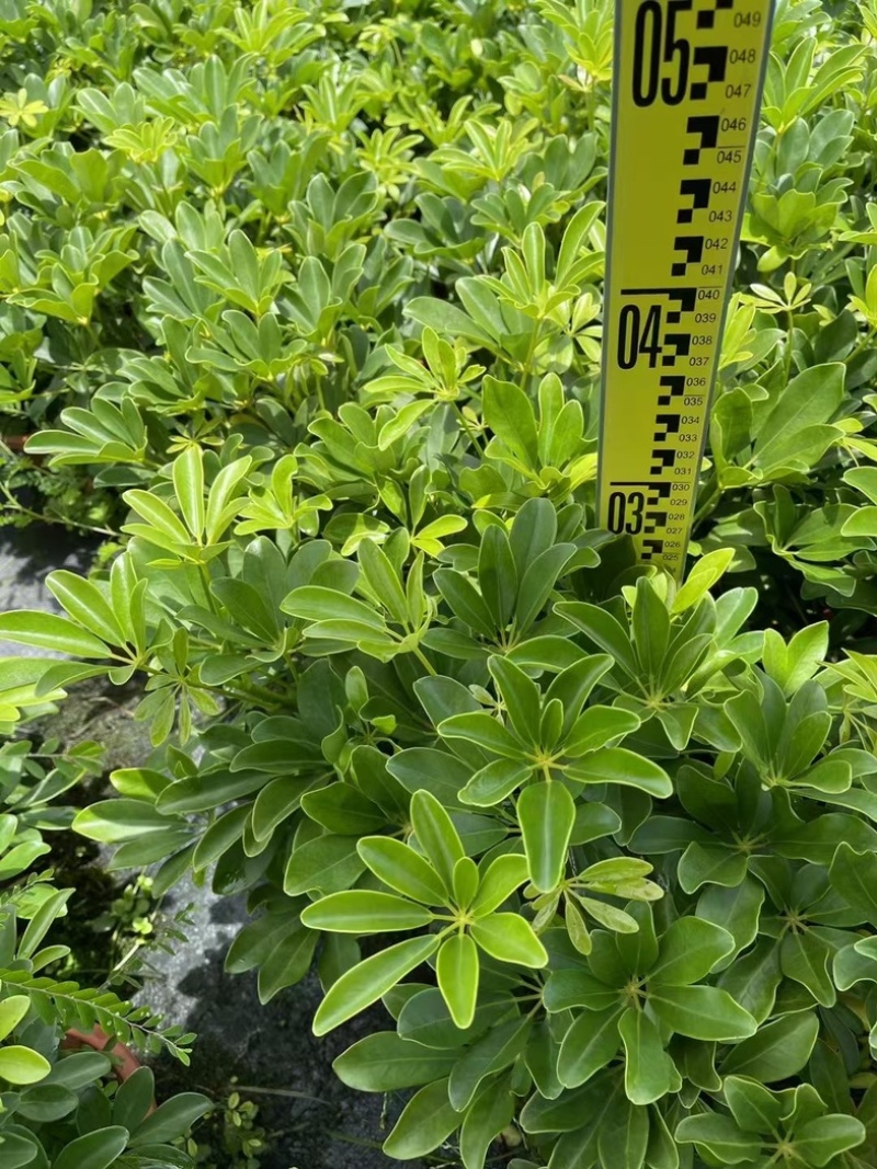 本地鸭脚木/花叶鸭脚木小袋中袋盆栽基地直发质量优质