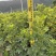 本地鸭脚木/花叶鸭脚木小袋中袋盆栽基地直发质量优质