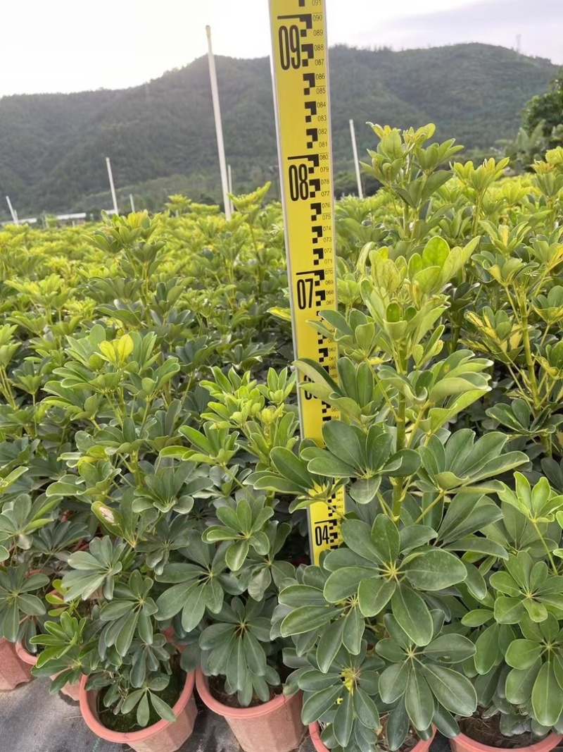 本地鸭脚木/花叶鸭脚木小袋中袋盆栽基地直发质量优质