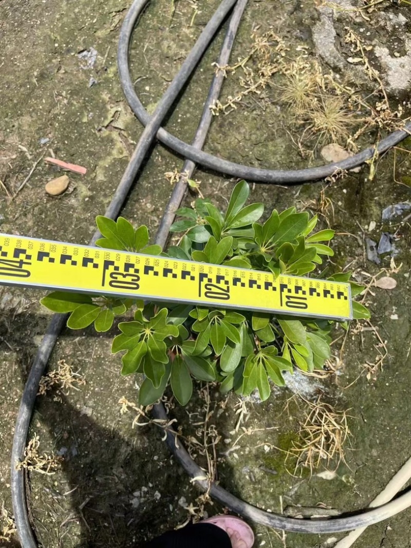 本地鸭脚木/花叶鸭脚木小袋中袋盆栽基地直发质量优质