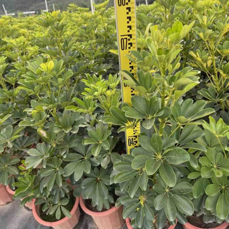 本地鸭脚木/花叶鸭脚木小袋中袋盆栽基地直发质量优质