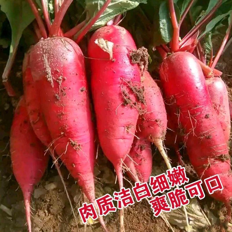 春红宝水萝卜种子种籽红皮白心水果罗卜籽种籽