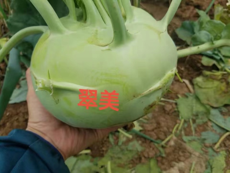 翠美水果苤蓝种子薄皮翠绿甜脆高产抗病商品性佳农家春秋播种
