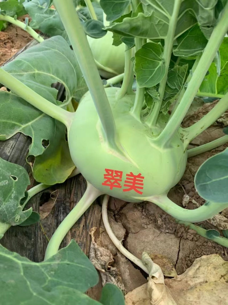 翠美水果苤蓝种子薄皮翠绿甜脆高产抗病商品性佳农家春秋播种
