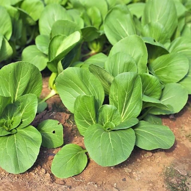赣科春绿3号杂交耐抽苔小白菜种籽抗病丰产青梗菜
