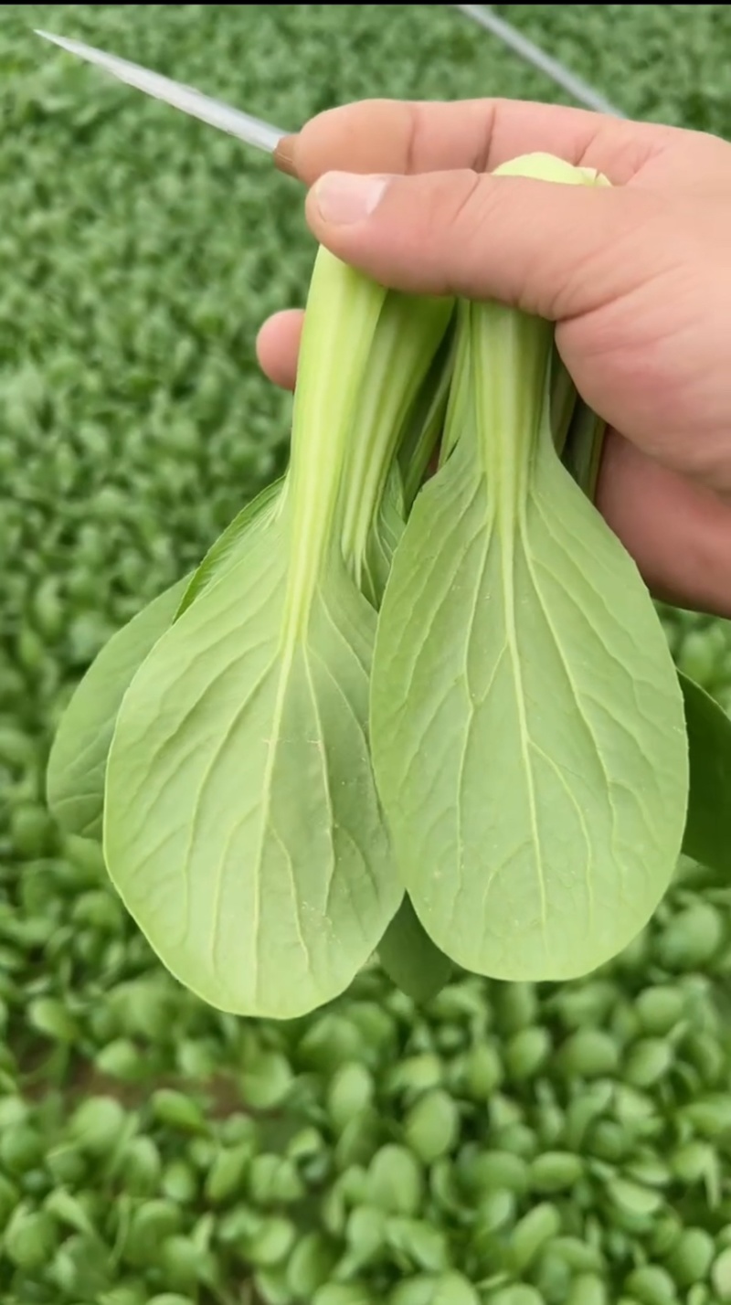 山东菏泽曹县上海青产地直发质量保证合作共赢