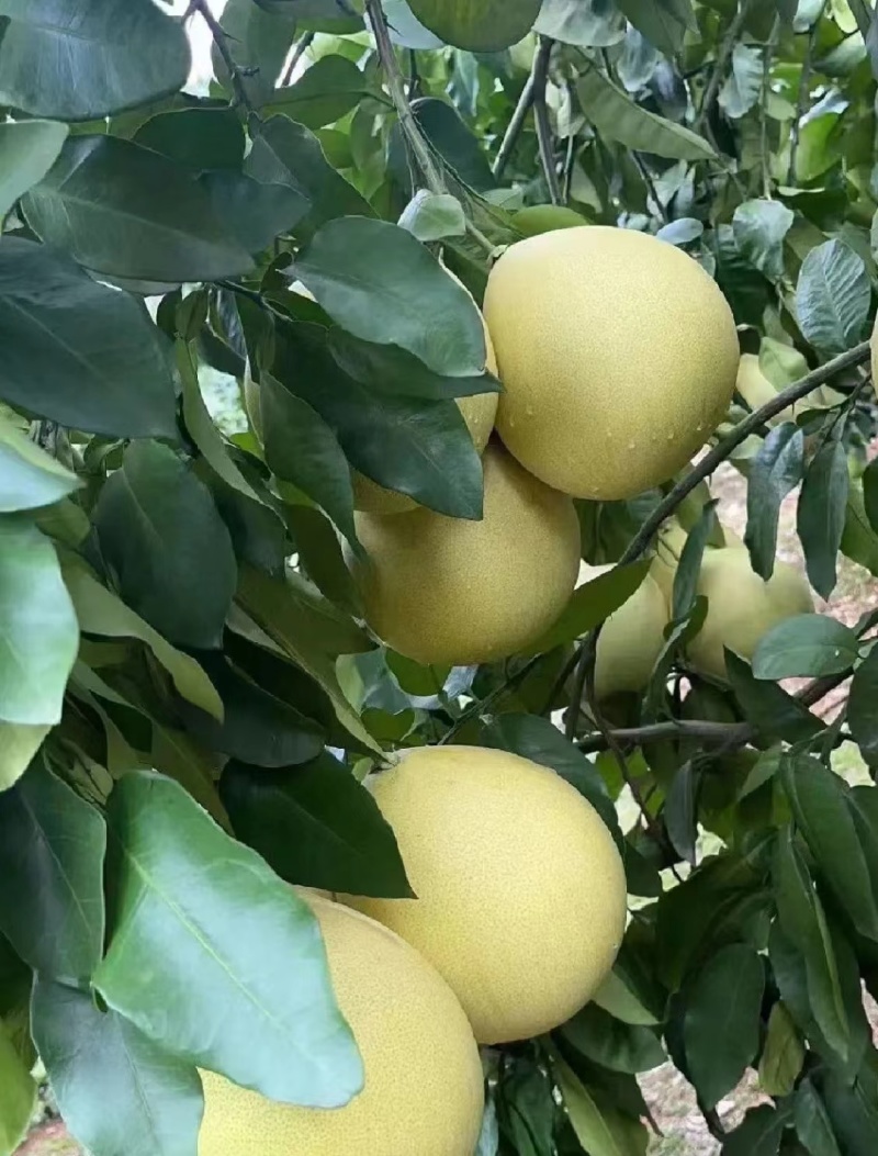 福建蜜柚（白心柚子）自有工厂打包，果面干净，水分饱满，货
