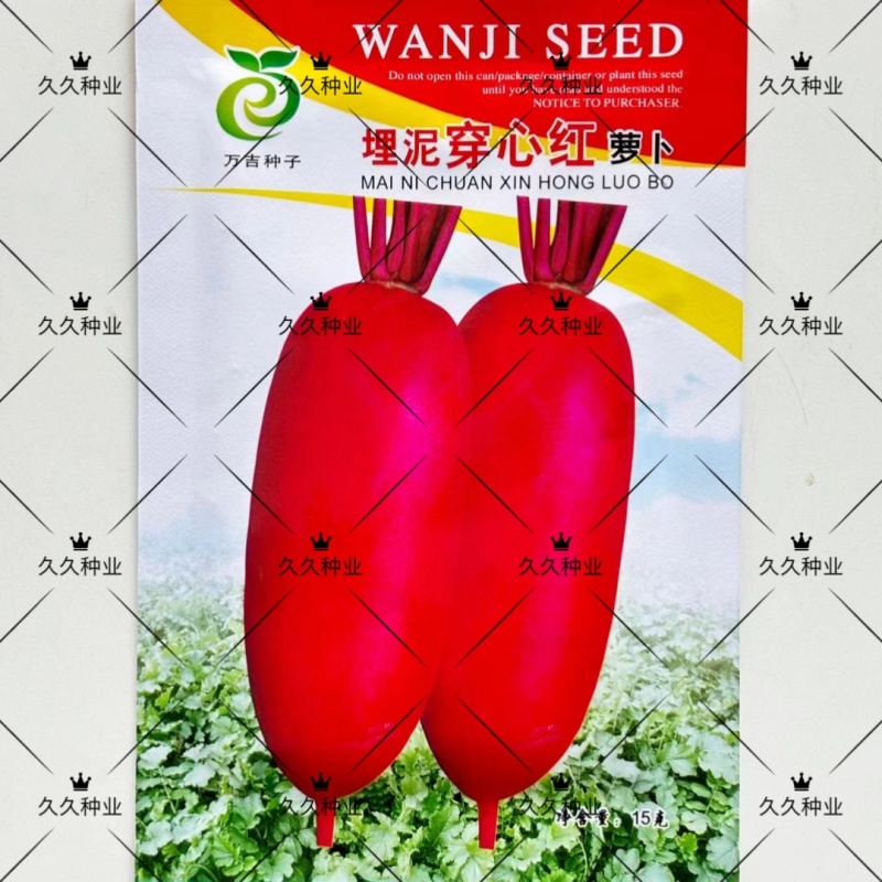埋泥穿心红萝卜种子红到心萝卜种籽春秋播蔬菜甜脆水果紫萝卜