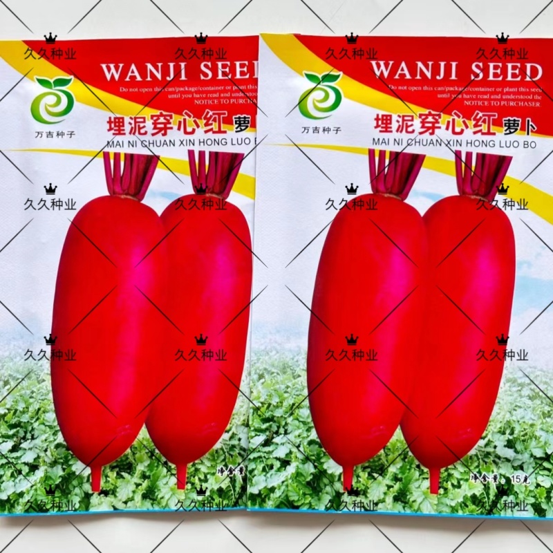 埋泥穿心红萝卜种子红到心萝卜种籽春秋播蔬菜甜脆水果紫萝卜