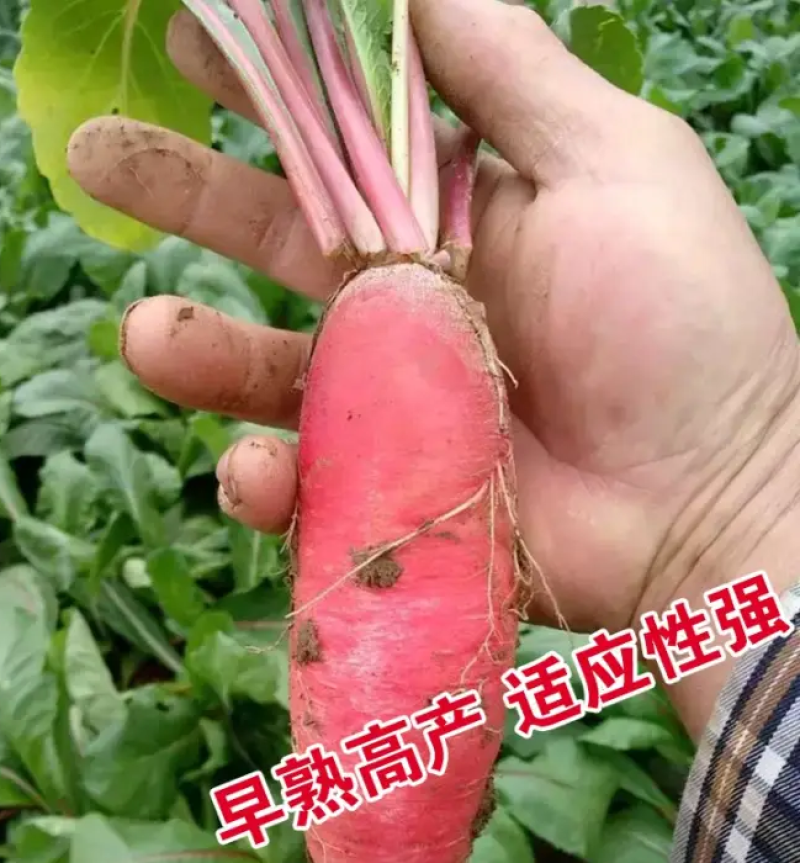 埋泥穿心红萝卜种子红到心萝卜种籽春秋播蔬菜甜脆水果紫萝卜