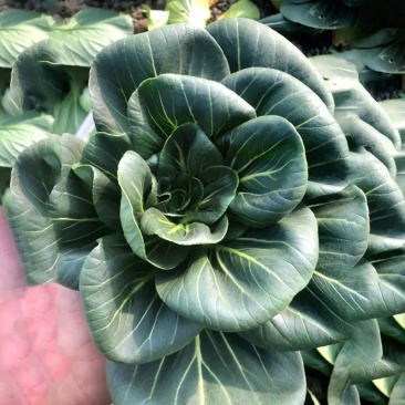 青硕黑冰青梗菜种子青菜籽耐热耐寒蔬菜基地菜园四季播种