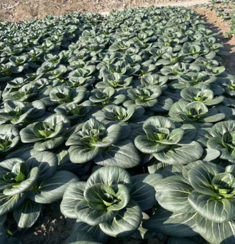 青硕黑冰青梗菜种子青菜籽耐热耐寒蔬菜基地菜园四季播种