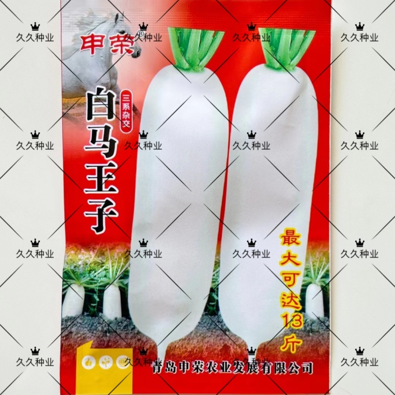 申荣白马王子白萝卜种子三系杂交中晚熟耐糠心秋冬季